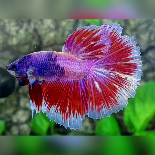 Pink Purple Fancy Halfmoon Male