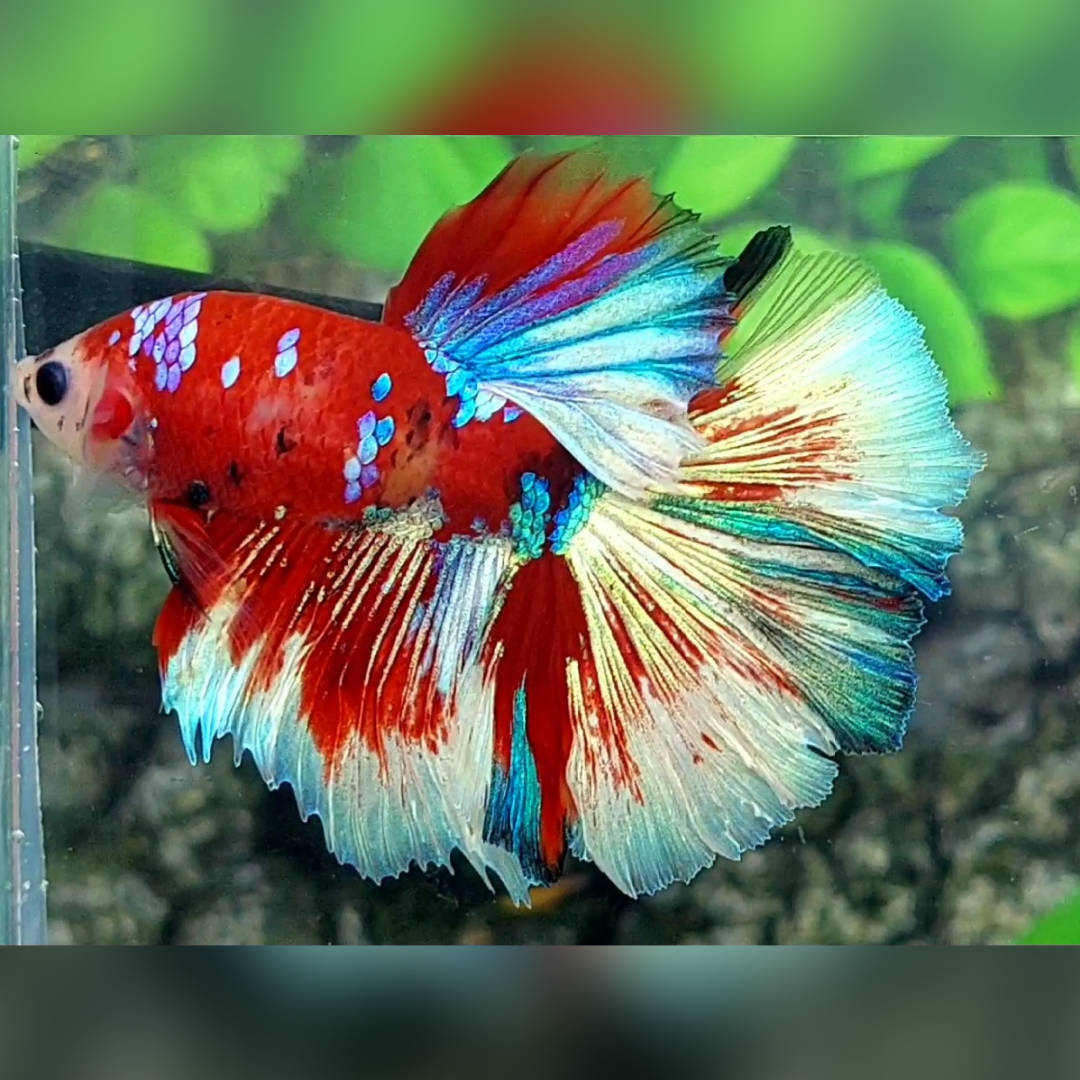 Red Barongsai Galaxy Halfmoon Male