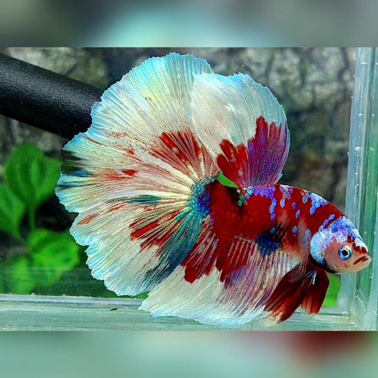 Red Barongsai Galaxy Halfmoon Male