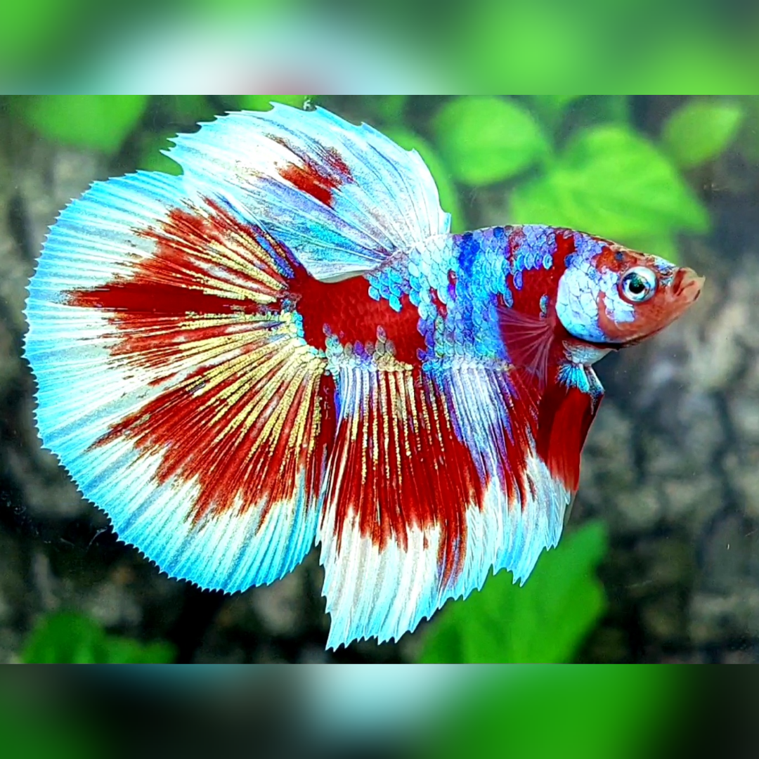 Red Barongsai Halfmoon Male