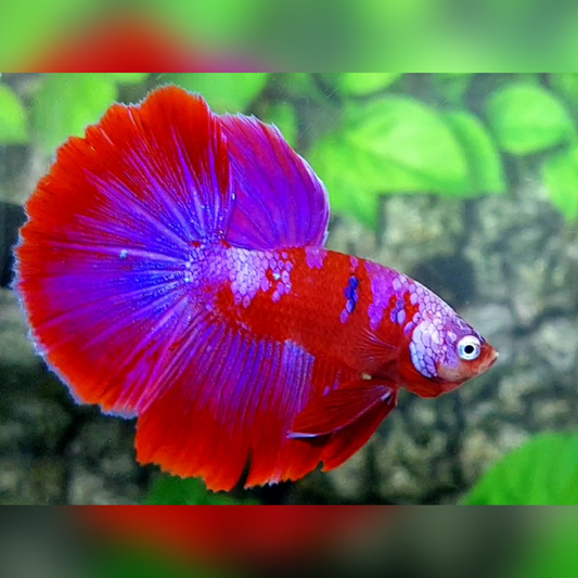 Red Purple Galaxy Halfmoon Male