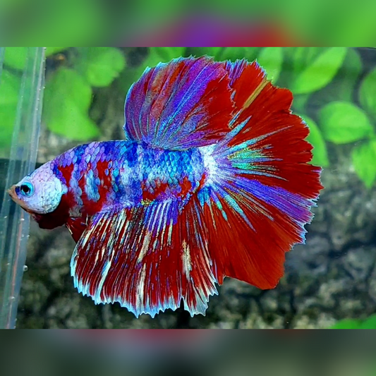 Multicolor Red Galaxy Halfmoon Male