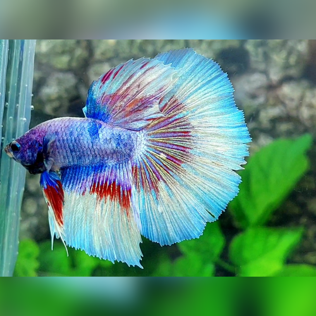 Skyblue Fancy Halfmoon Male