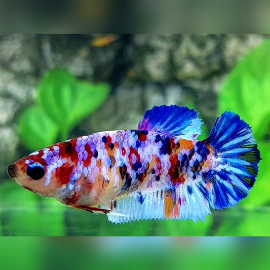 Multicolor Purple Candy Galaxy HMPK Female For Sorority / Breed