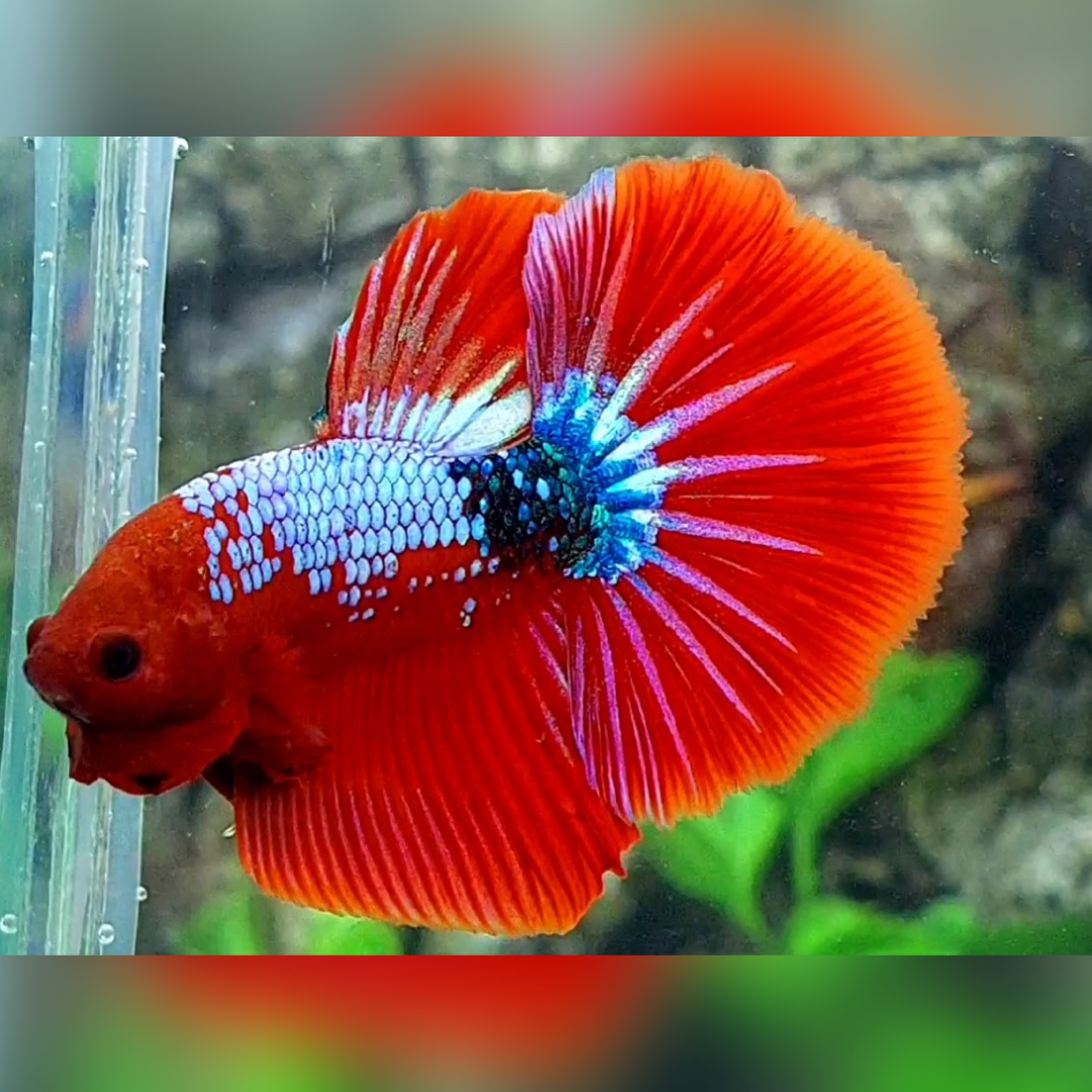 Fancy Hellboy Halfmoon Male