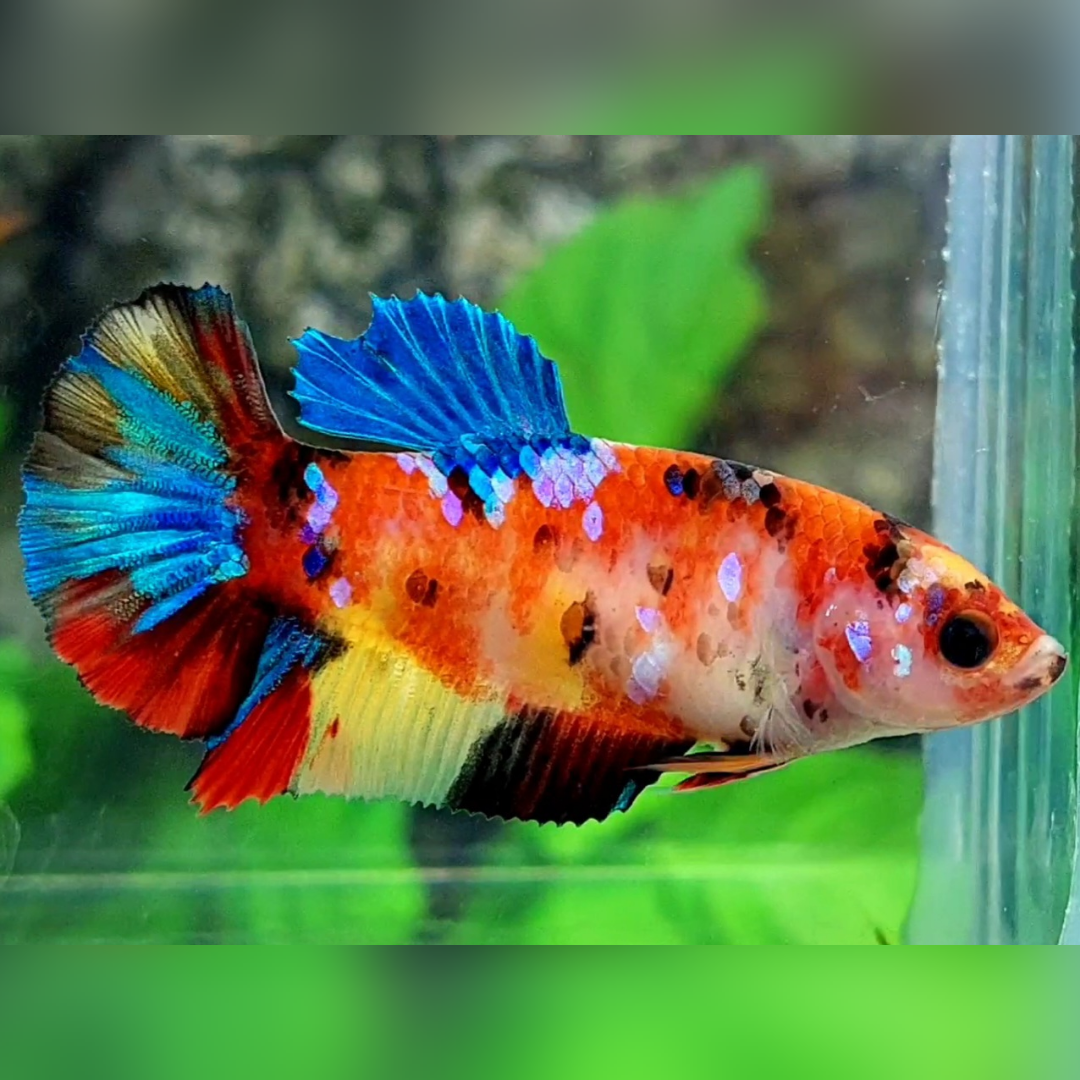 Multicolor Koi Galaxy HMPK Female For Sorority / Breed