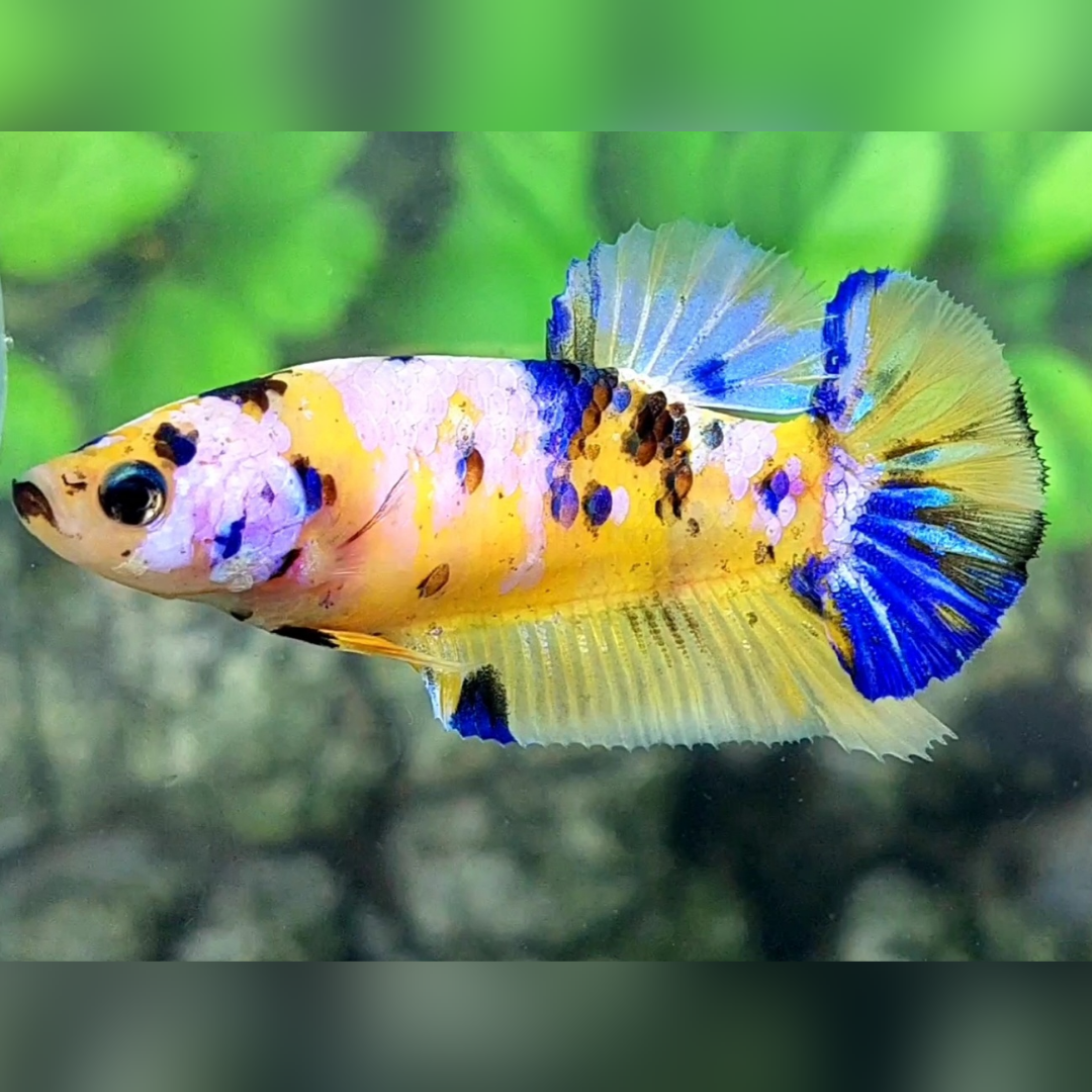 Yellow Pink Blue Koi Galaxy HMPK Female For Sorority / Breed