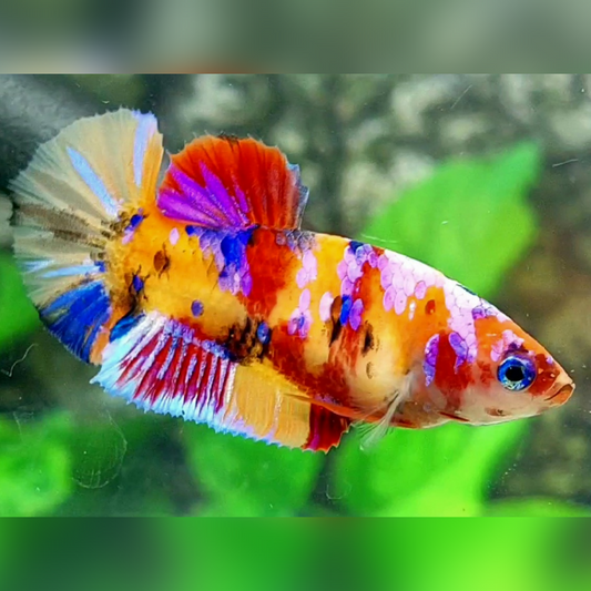 Multicolor Yellowbase Candy Pink Galaxy HMPK Female For Sorority / Breed