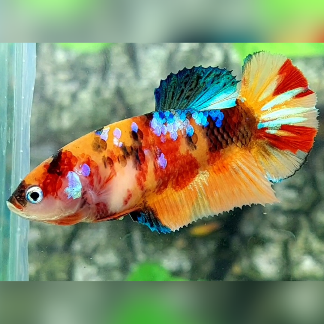 Multicolor Galaxy HMPK Female For Sorority / Breed