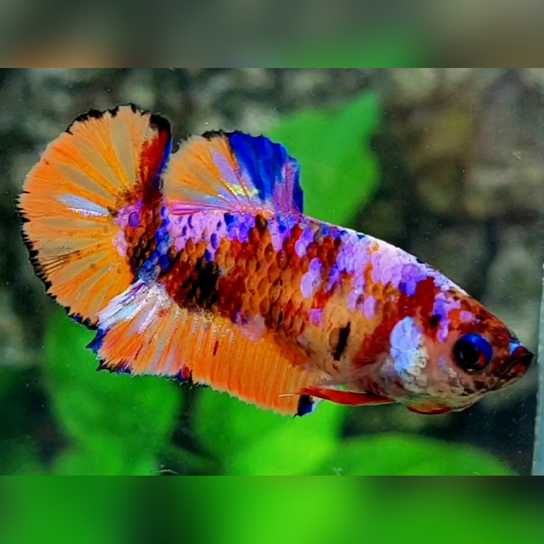 Multicolor Purple Candy Galaxy HMPK Female For Sorority / Breed