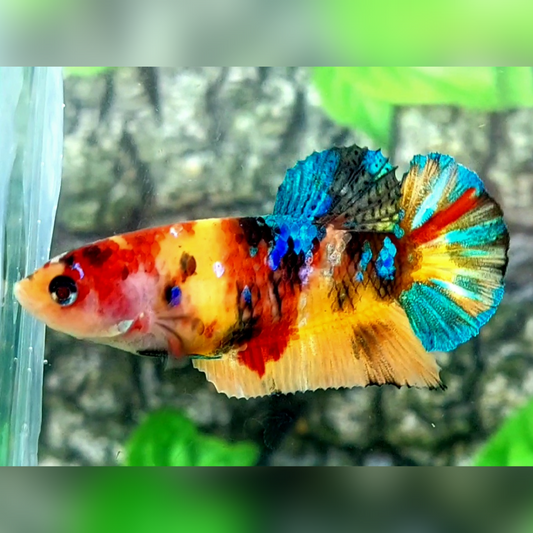 Multicolor Yellowbase Galaxy HMPK Female For Sorority / Breed