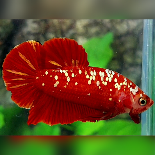 Red Gold Galaxy HMPK Male