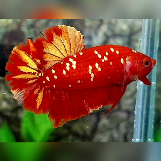 Red Gold Galaxy HMPK Male