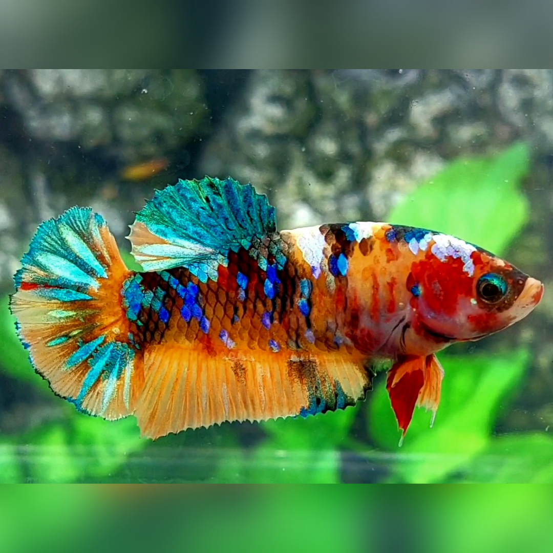 Multicolor Galaxy HMPK Female For Sorority / Breed