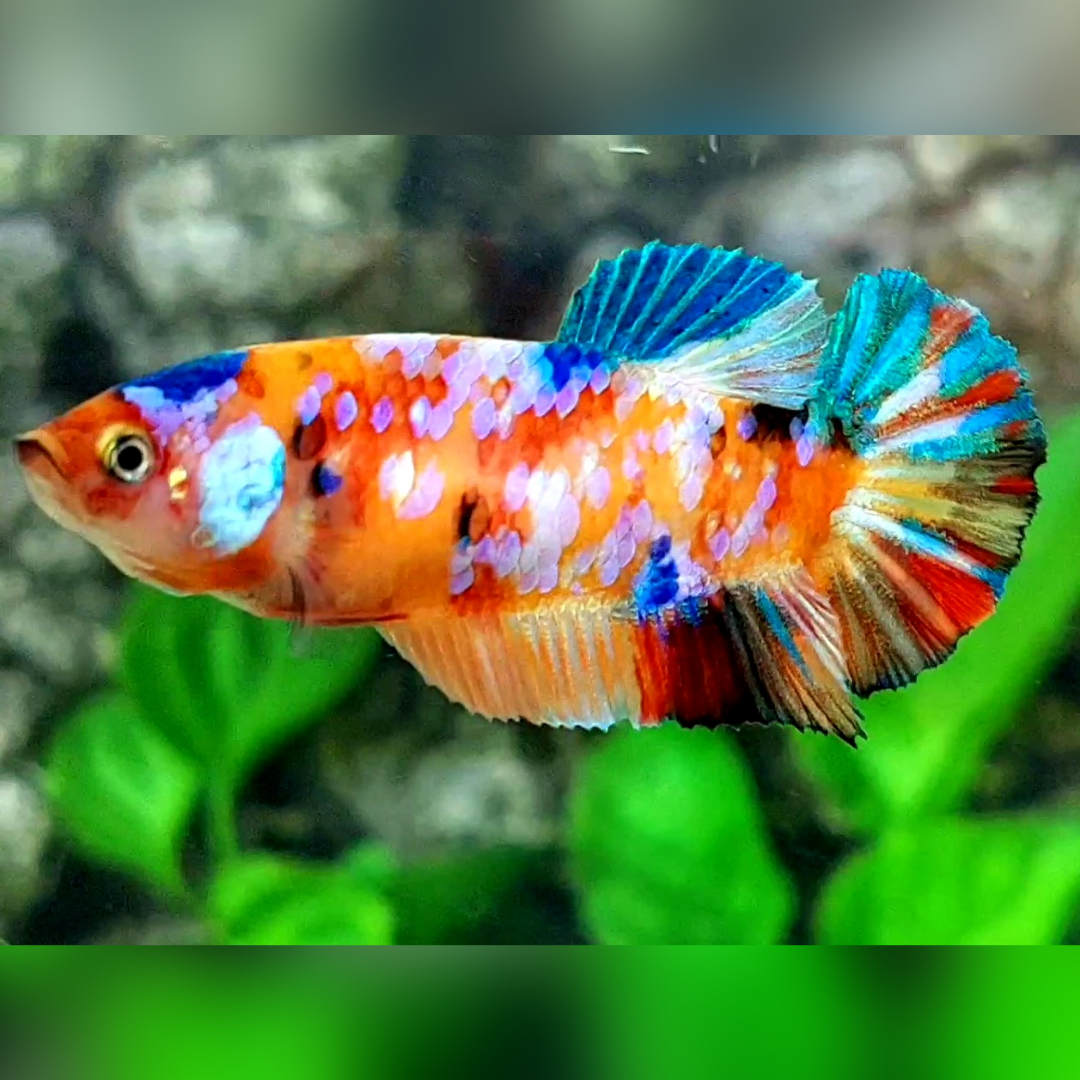 Multicolor Galaxy HMPK Female For Sorority / Breed