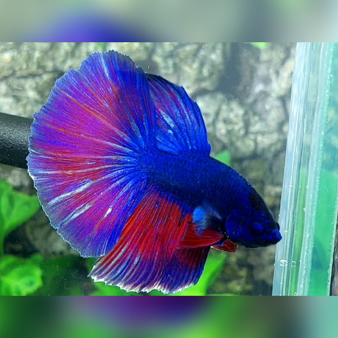 Purple Red Halfmoon Male