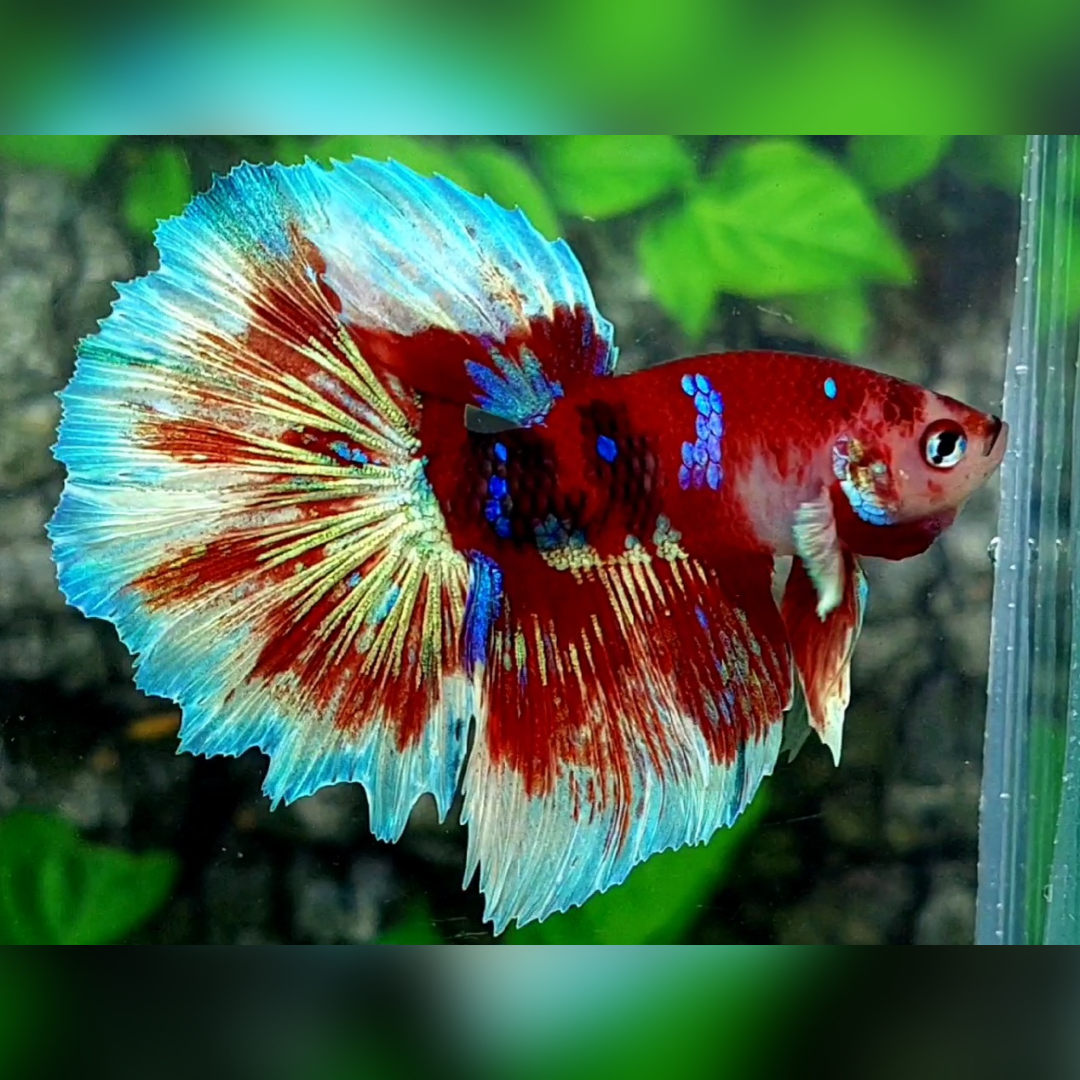 Red Barongsai Halfmoon Male