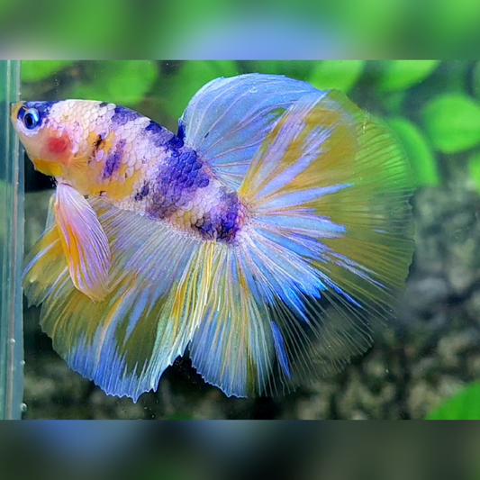 Yellow Purple Pink Candy Halfmoon Male