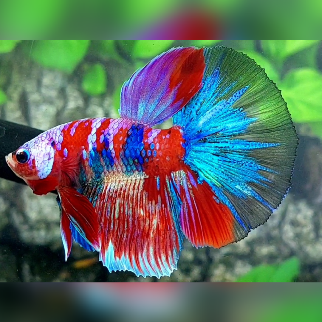 Multicolor Red Galaxy Halfmoon Male