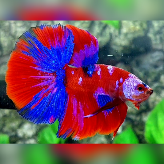 Multicolor Red Purple Galaxy Halfmoon Male