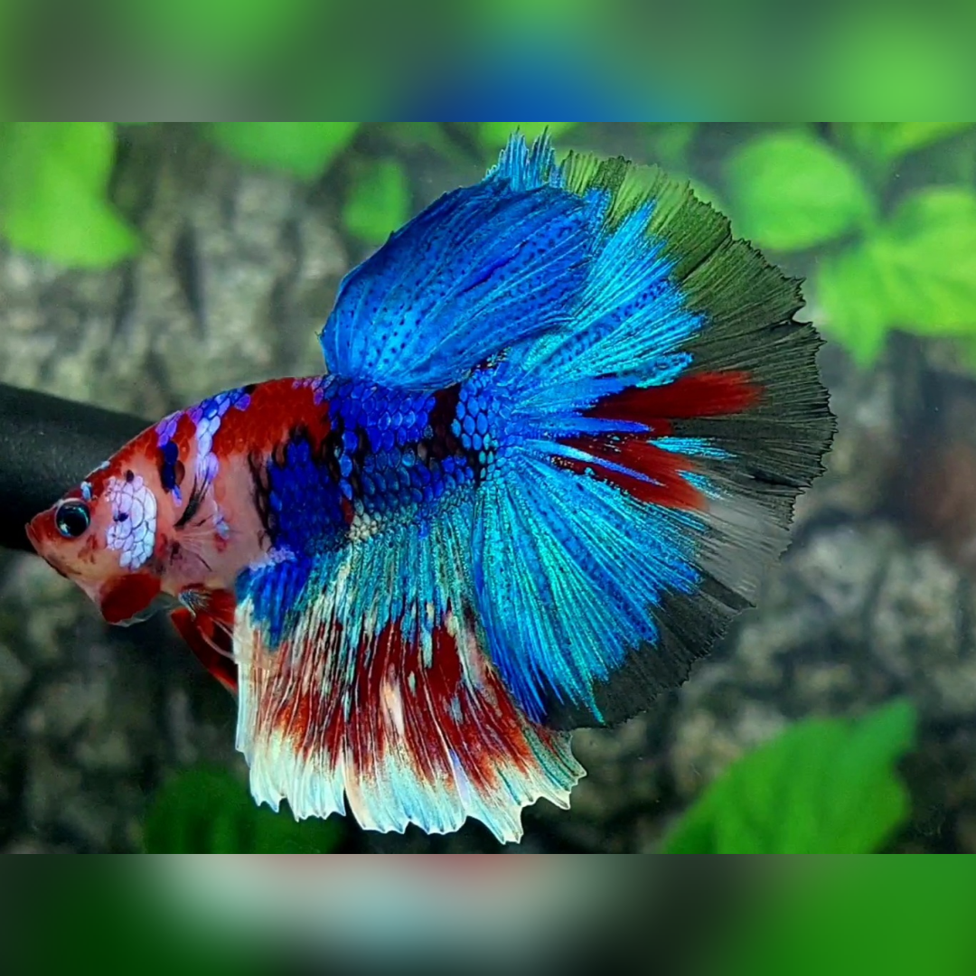 Multicolor Koi Galaxy Halfmoon Male #cs