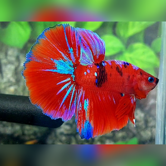 Red Tiger Purple Galaxy Halfmoon Male