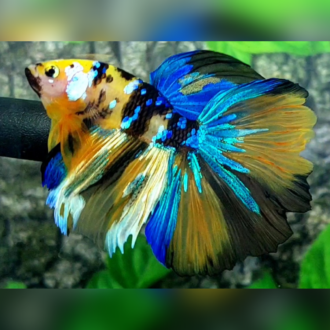 Yellow Blue Koi Tiger Galaxy Halfmoon Male