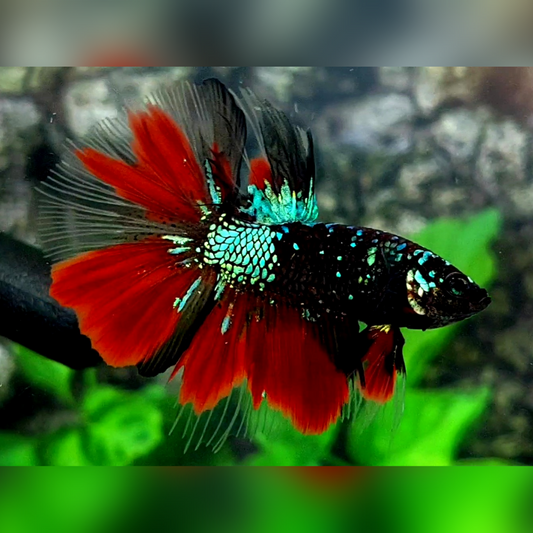 Blackstar Green Red Halfmoon Male