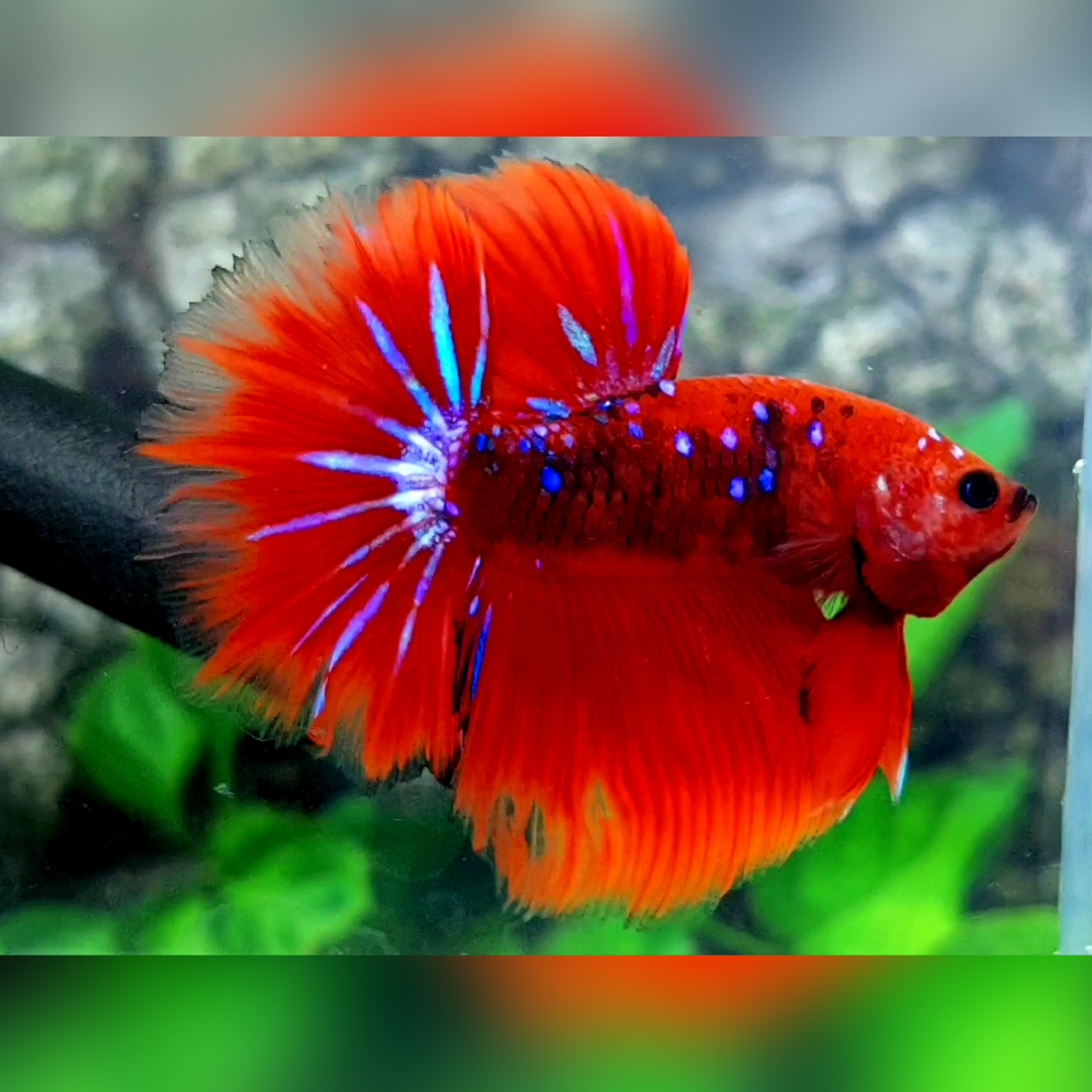 Red Galaxy Halfmoon Male