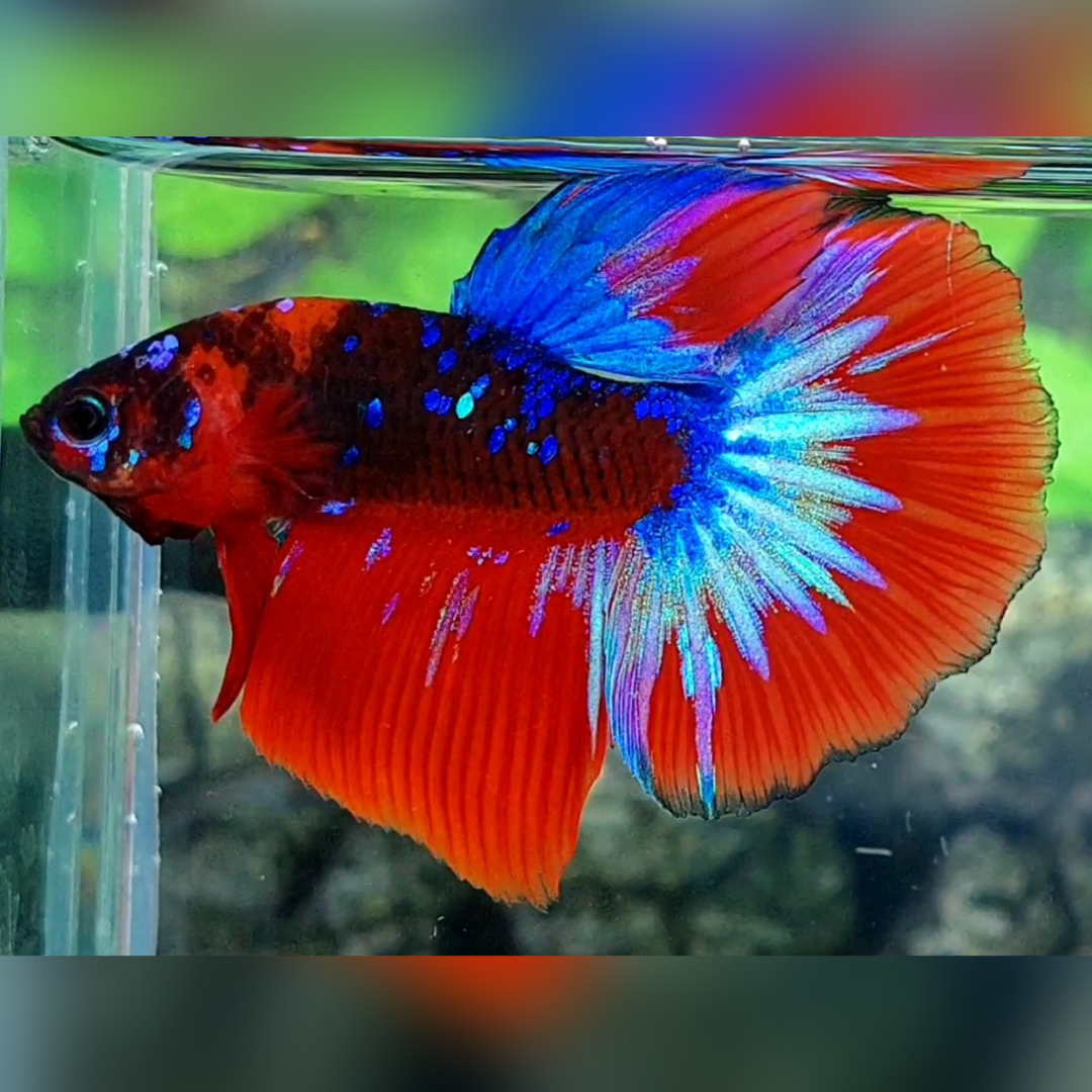 Hellboy Galaxy Halfmoon Male