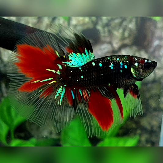 Blackstar Green Red Halfmoon Male