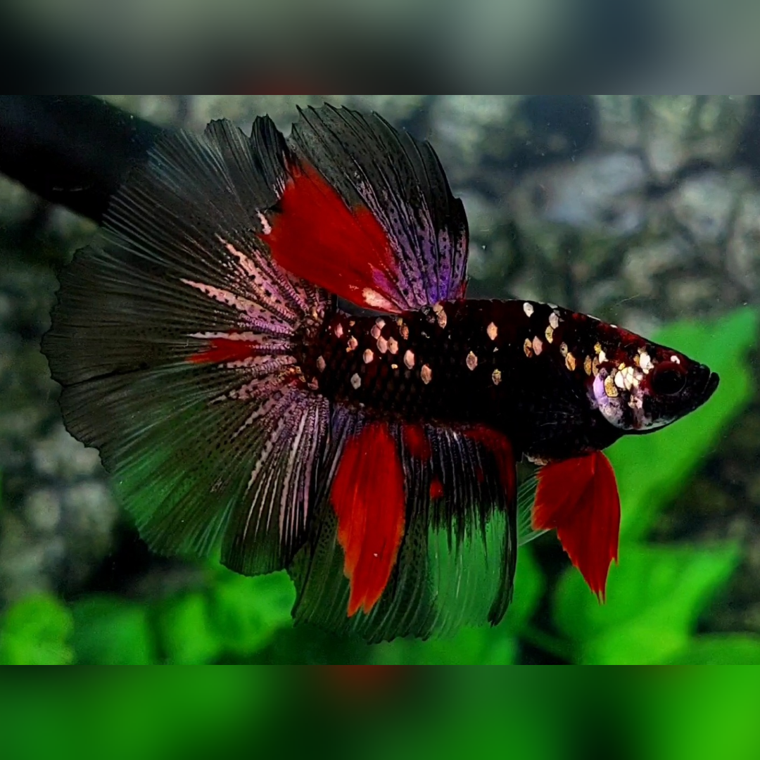 Blackstar Red Copper Gold Purple Halfmoon Male