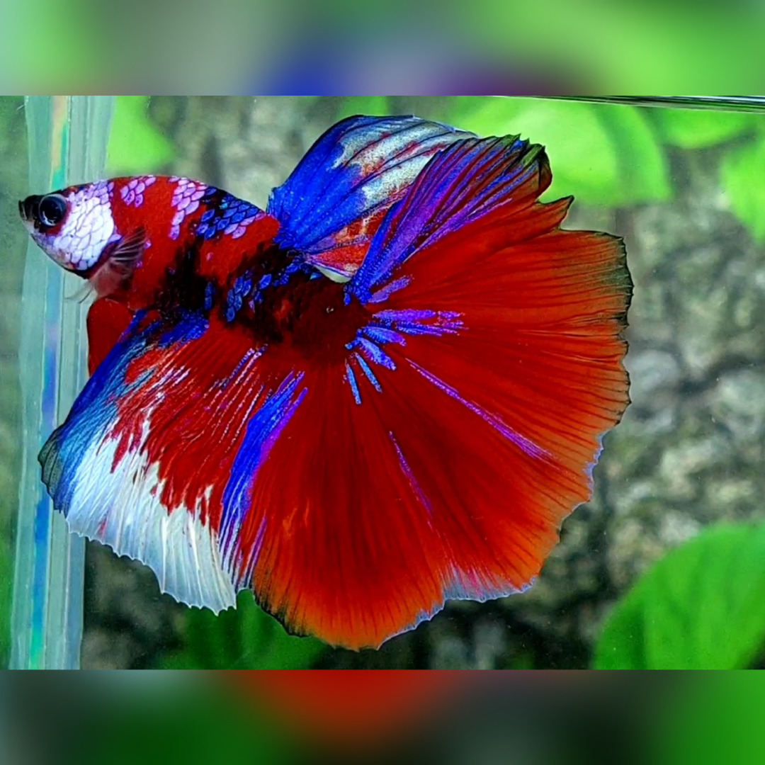 Multicolor Red Purple Galaxy Halfmoon Male