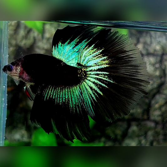 Black Green Light Butterfly Monkey Face Halfmoon Male