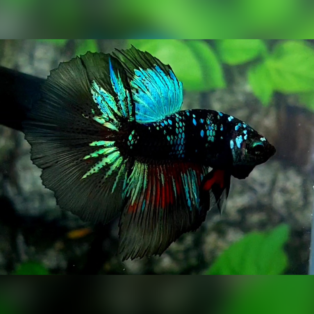 Turquoise Blackstar Halfmoon Male