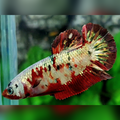 Red Koi Copper Gold HMPK Betta Fish Female For Sorority / Breed #RKC