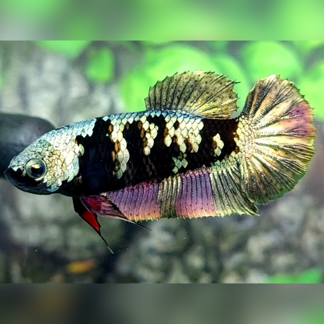 Avatar Copper Gold HMPK Female For Sorority / Breed