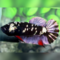 Avatar Copper Purple HMPK Female For Sorority / Breed