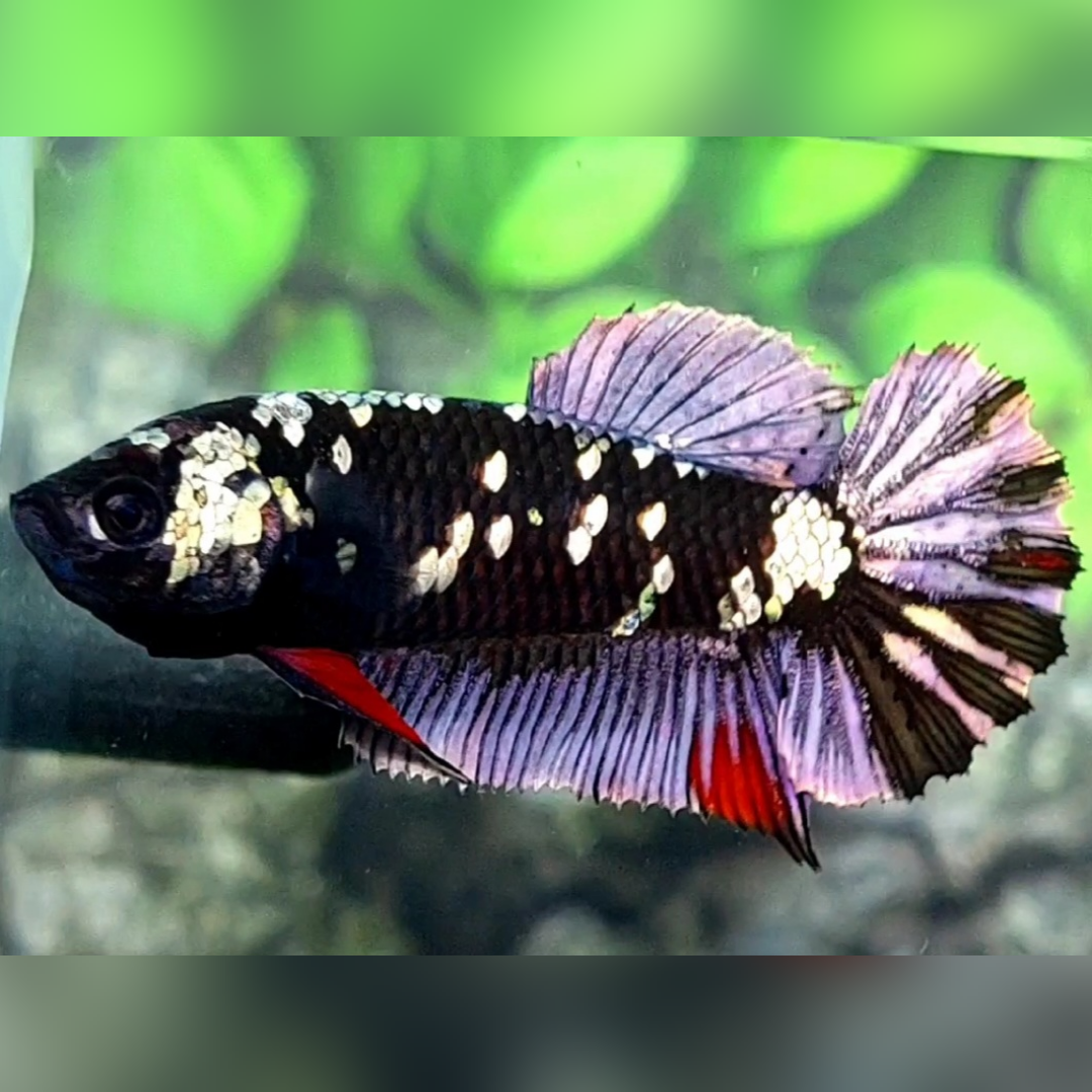 Avatar Copper Purple HMPK Female For Sorority / Breed