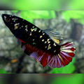 Avatar Copper Red Vampire HMPK Female For Sorority / Breed
