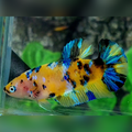 Blue Yellow Galaxy Tiger HMPK Betta Fish Female For Sorority / Breed #YKG