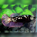 Avatar Copper Purple HMPK Betta Fish Female For Sorority / Breed