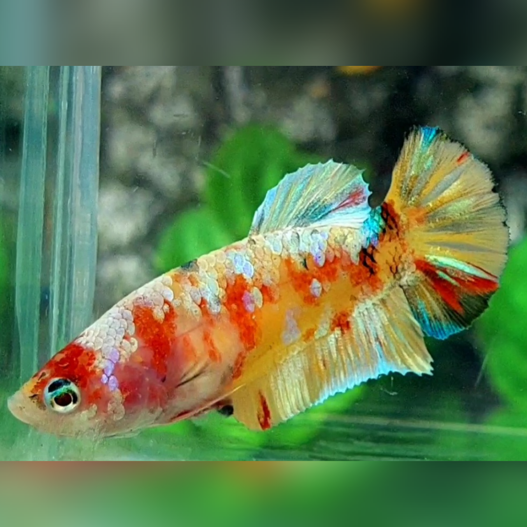 Multicolor Yellowbase Gold Galaxy HMPK Betta Fish Female For Sorority / Breed