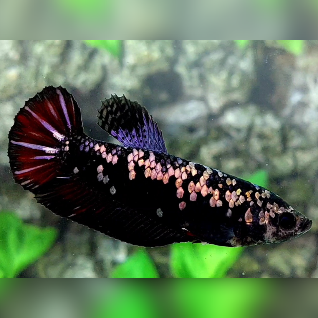 Avatar Copper Purple Red Vampire HMPK Female For Sorority / Breed