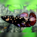 Avatar Copper Red Vampire HMPK Female For Sorority / Breed