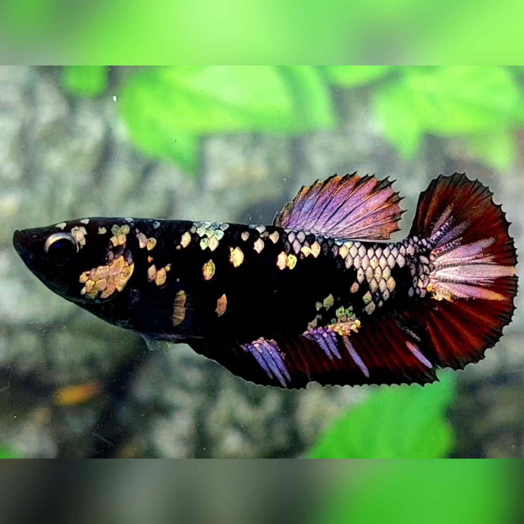 Avatar Copper Red Vampire HMPK Female For Sorority / Breed