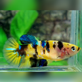 Koi Tiger Yellow Galaxy HMPK Female For Sorority / Breed #YKG