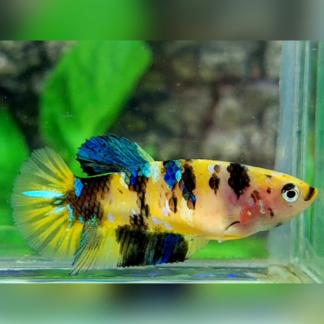 Koi Tiger Yellow Galaxy HMPK Female For Sorority / Breed #YKG