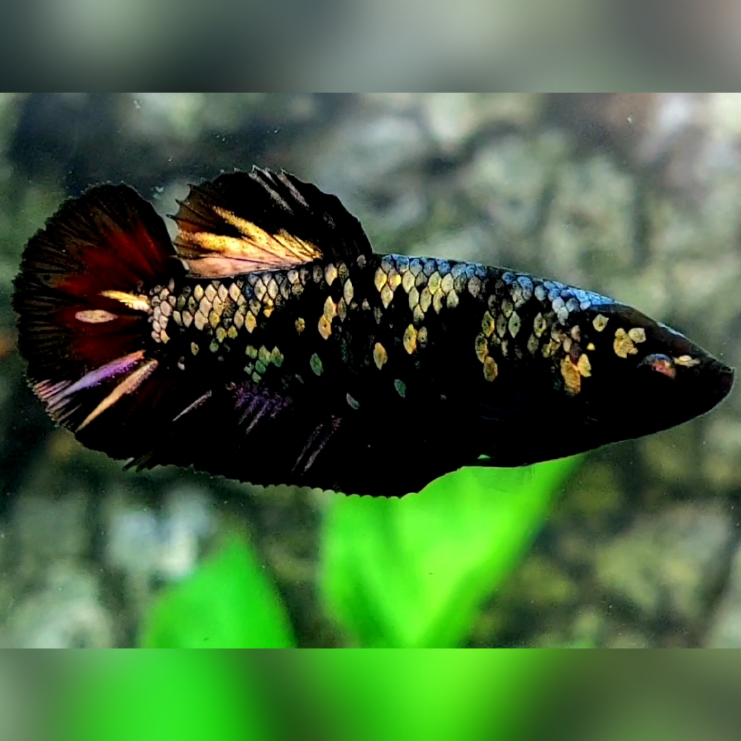 Avatar Copper Red Gold HMPK Betta Fish Female For Sorority / Breed