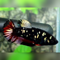 Avatar Copper Gold Vampire HMPK Female For Sorority / Breed